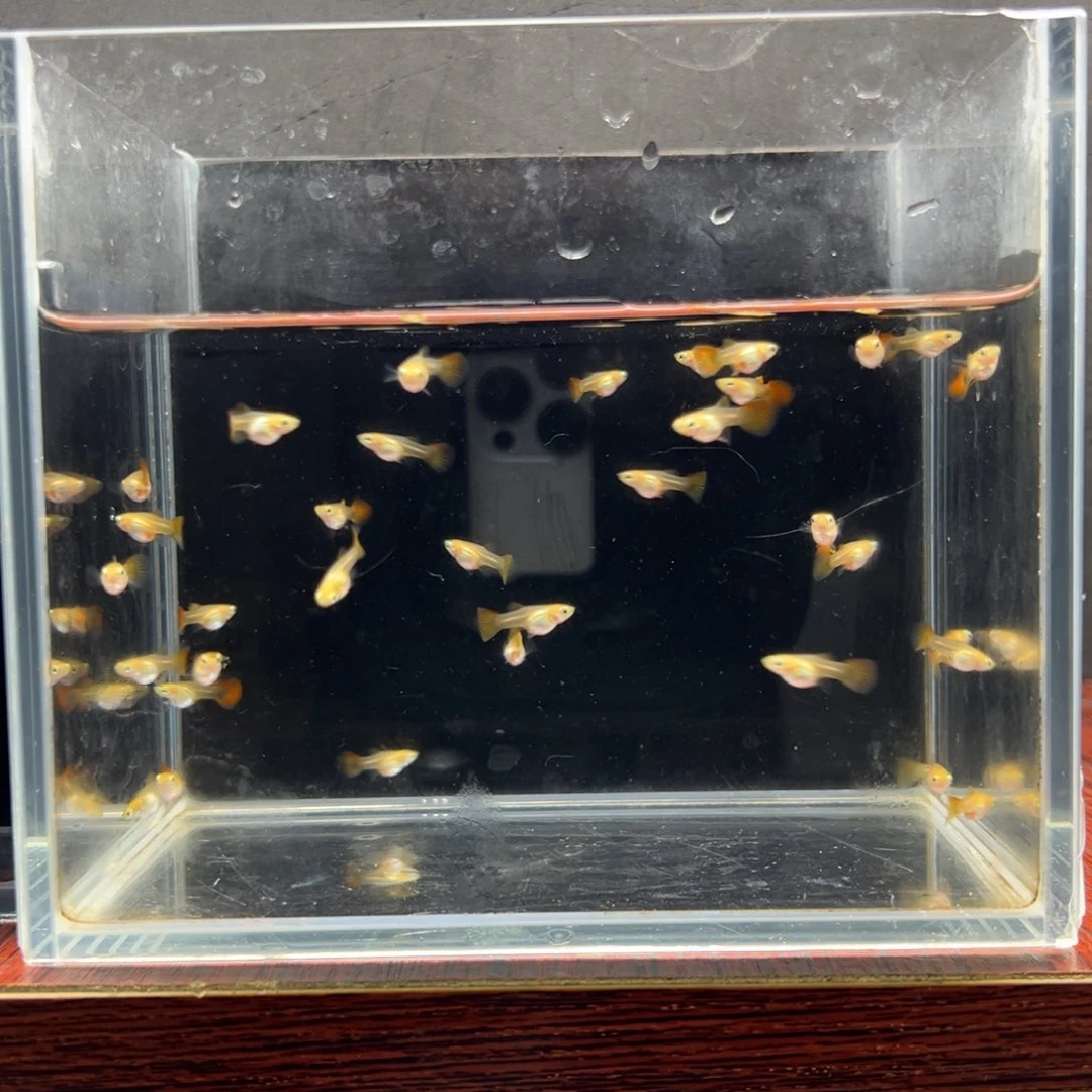 孔雀鱼遥***边黄爆球苗子一缸