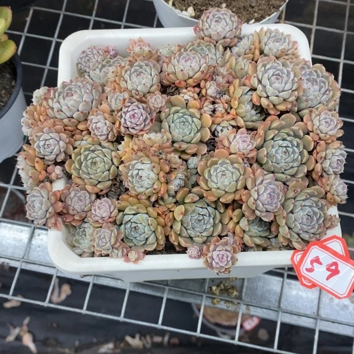 小*一物一拍墨西哥吉莲多肉59