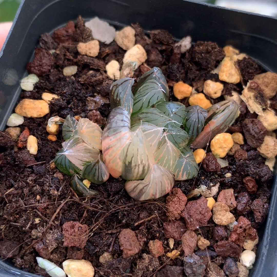 霓虹灯玉露锦，带盆发货