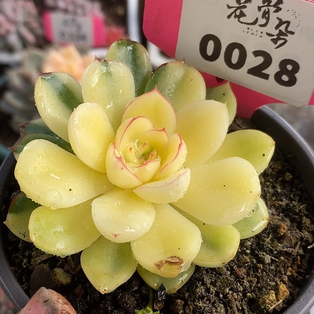 028慈禧白锦哈哈哈哈