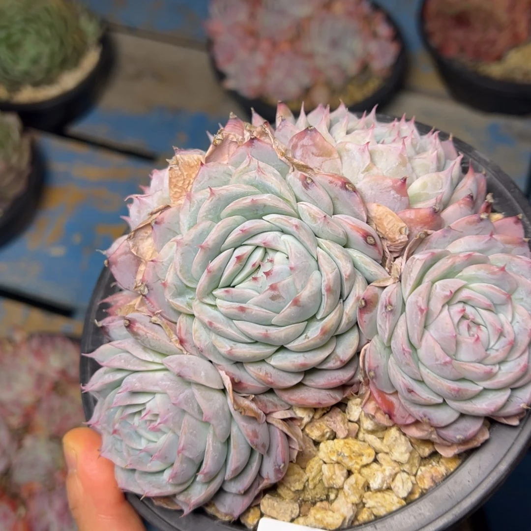 ?****?0145肉多哦哦肉多哦