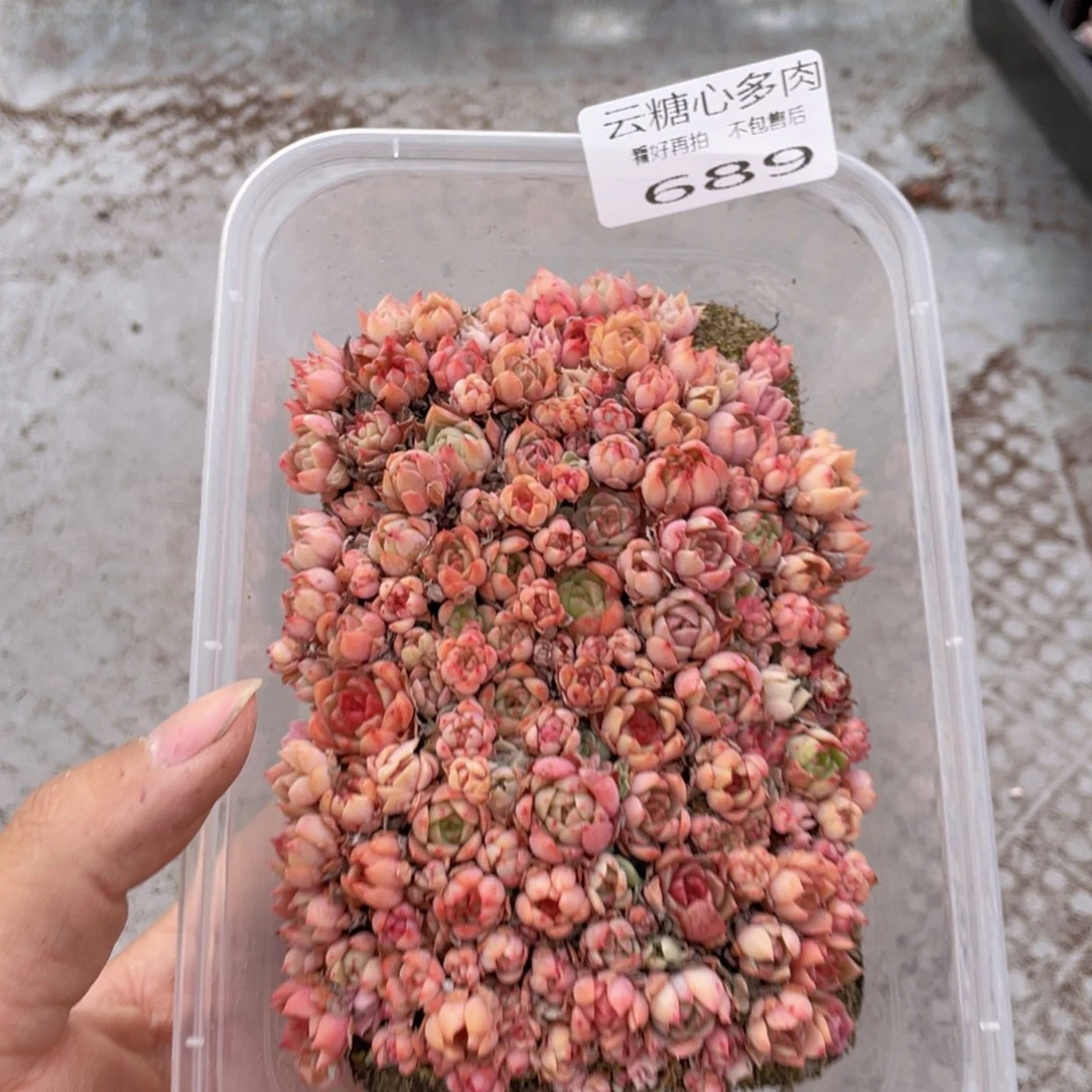 云糖心多肉植物689