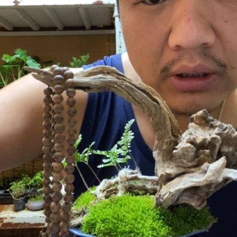 红陶楠*一物一拍所见即所得311