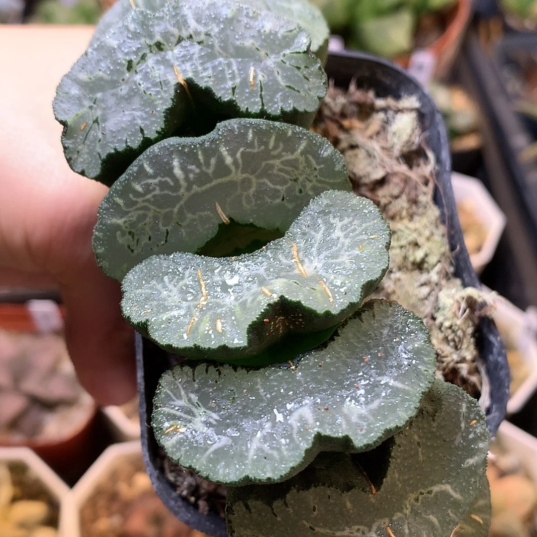 大广重玉扇带盆土发货