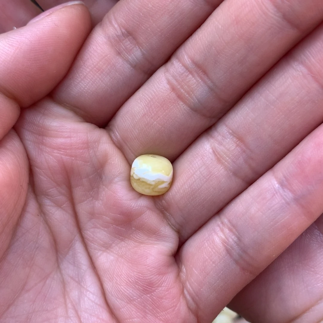 琥珀裸石未镶嵌土***!蜜蜡