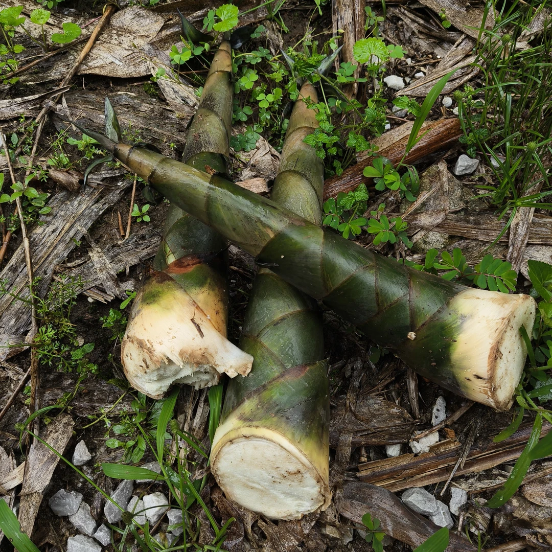 广西河池罗城基地现摘现卖新鲜麻竹笋