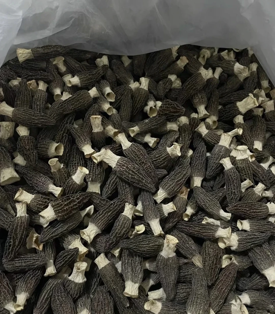 云南特产羊肚菌食品之冠营养超群个大肉厚极致鲜味菌中黄金