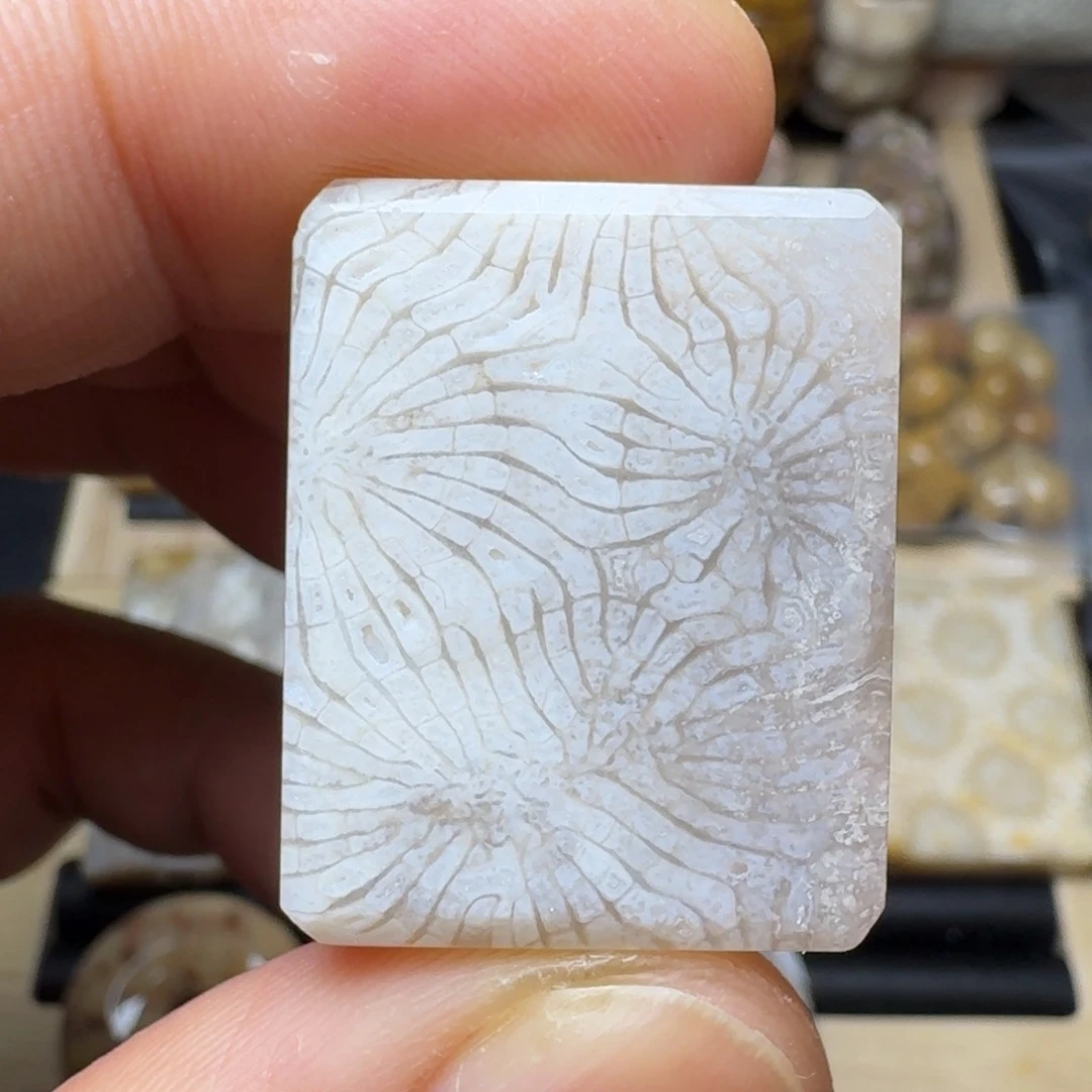 硅化珊瑚（珊瑚玉）未镶嵌纯天然色有机玉石保真色