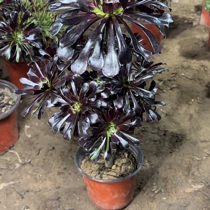 风***店多肉植物水墨丹青26