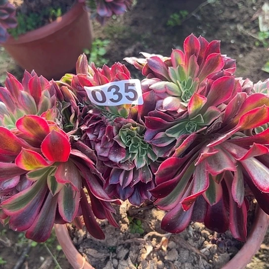 用***4多肉植物一个美杜莎