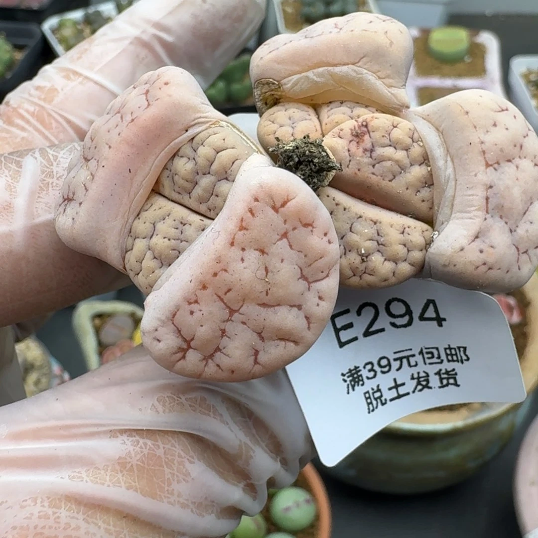 294多肉哈哈哈哈哈哈