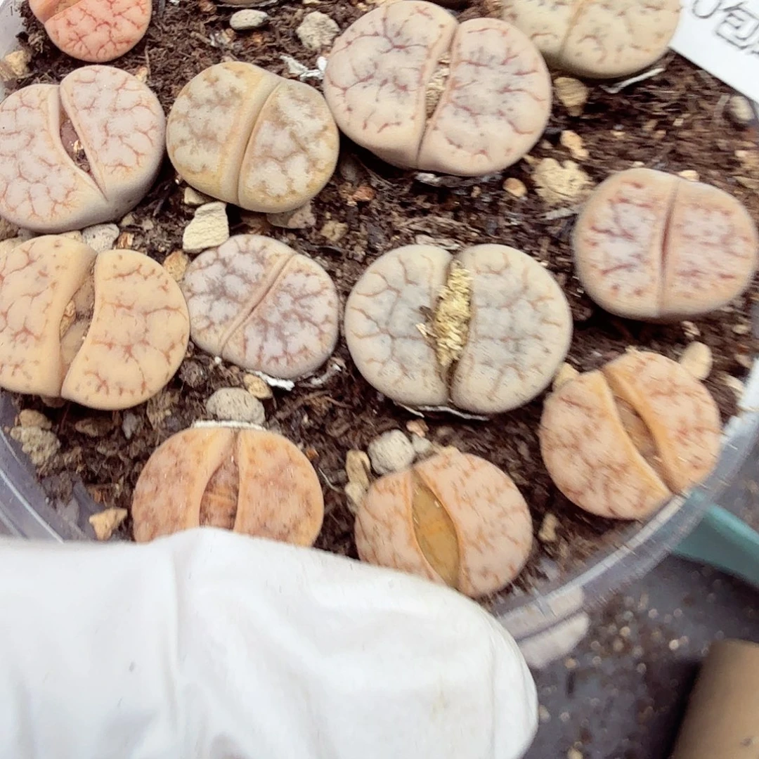 一***景这个点睡一回是018哈哈