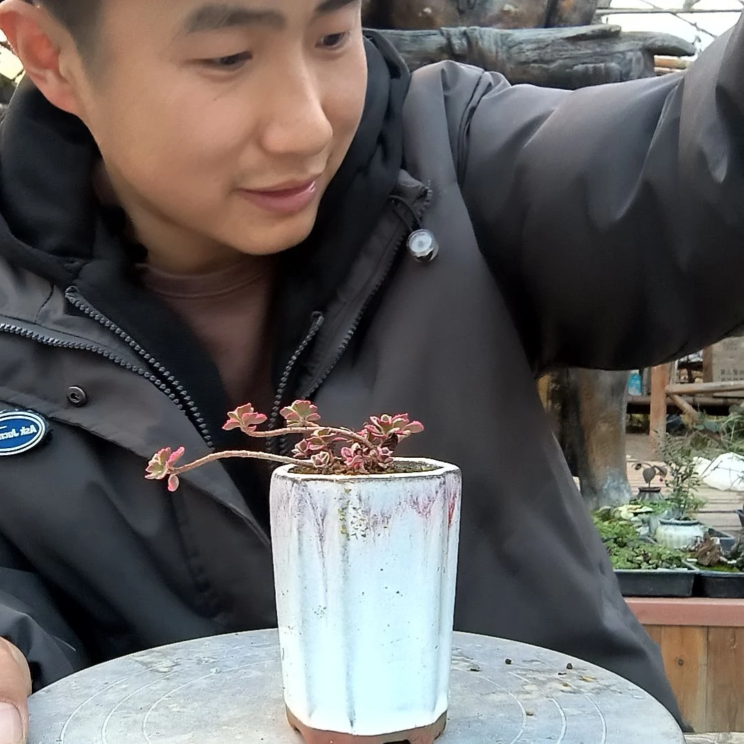 好****?小盆景小植物一物一拍196