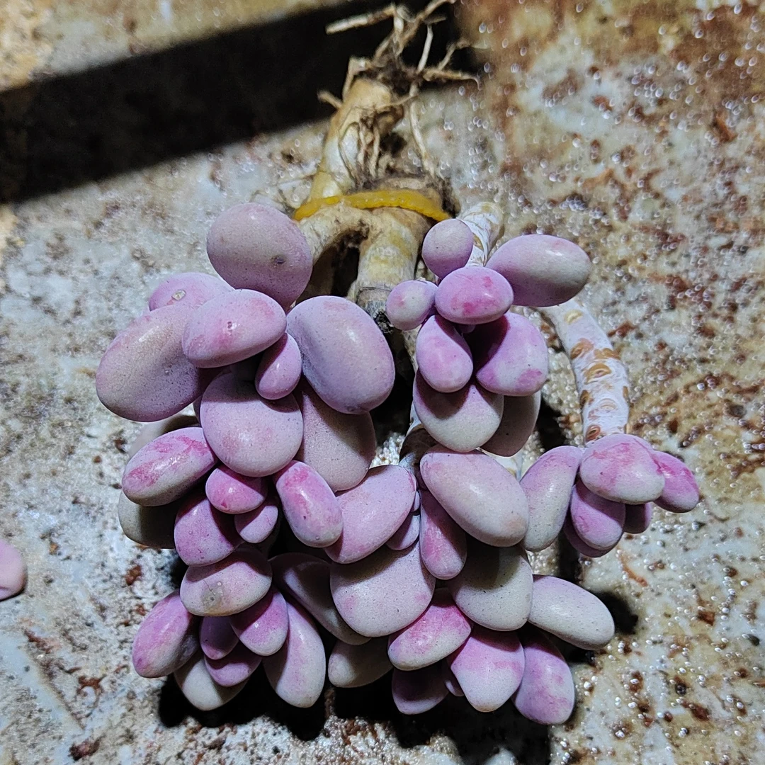 桃蛋多肉老桩一把3-4棵满18包邮 不拍保温箱不包冻