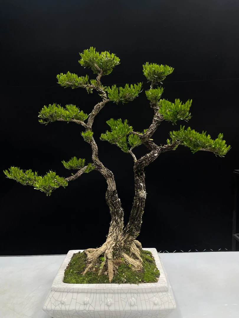 【实拍】双杆式盆景造型树黄杨客厅大盆栽植物四季常青耐寒绿植盆景