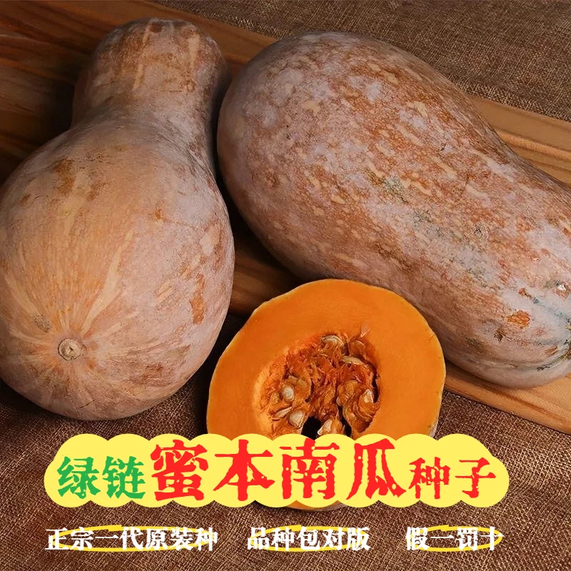 【蜜本南瓜种子】早熟高产超甜面糯新品种奶油南瓜籽春季蔬菜种子