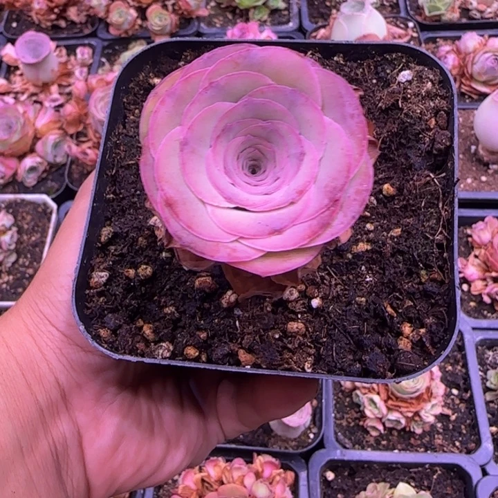 繁花玫瑰142424242434343