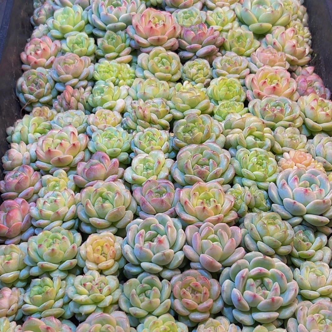 一***良304多肉葡萄的味道真的是