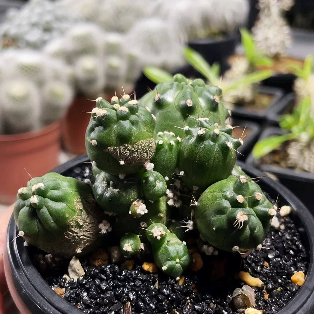 泰系球66666666666666