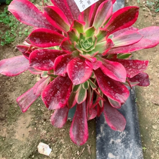 多肉植物885多肉