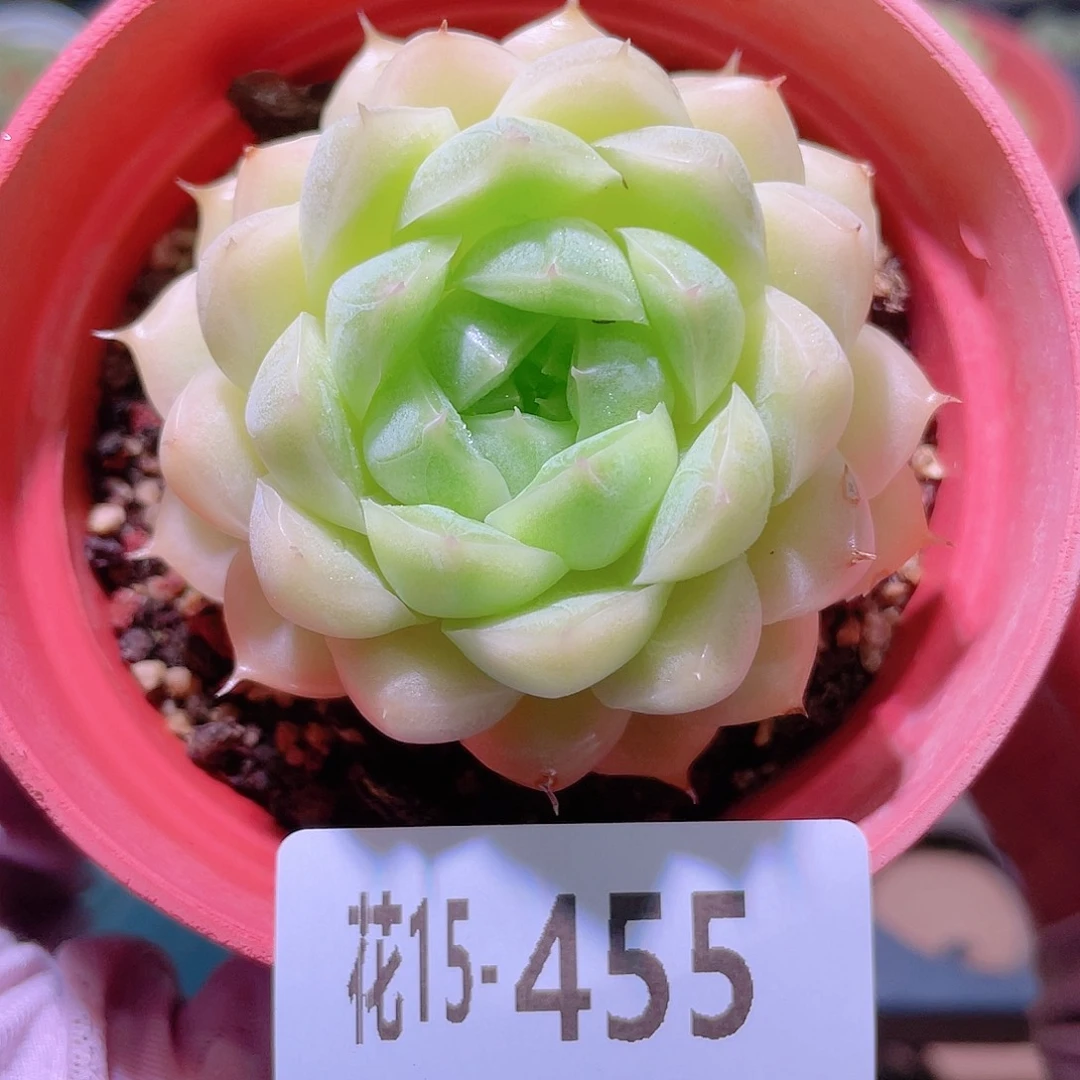 花利美15-455麦秆