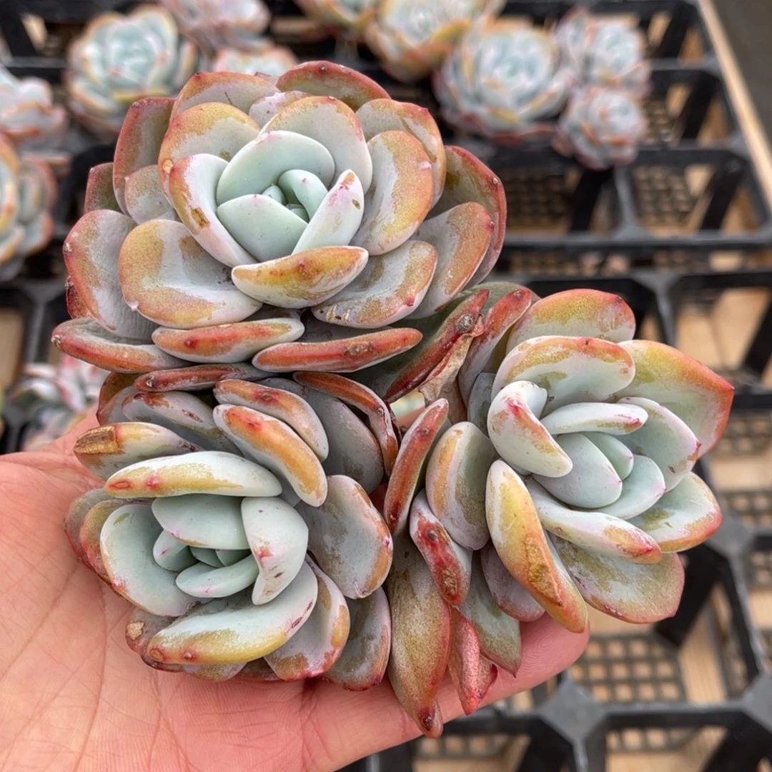 奶茶老桩一物一拍