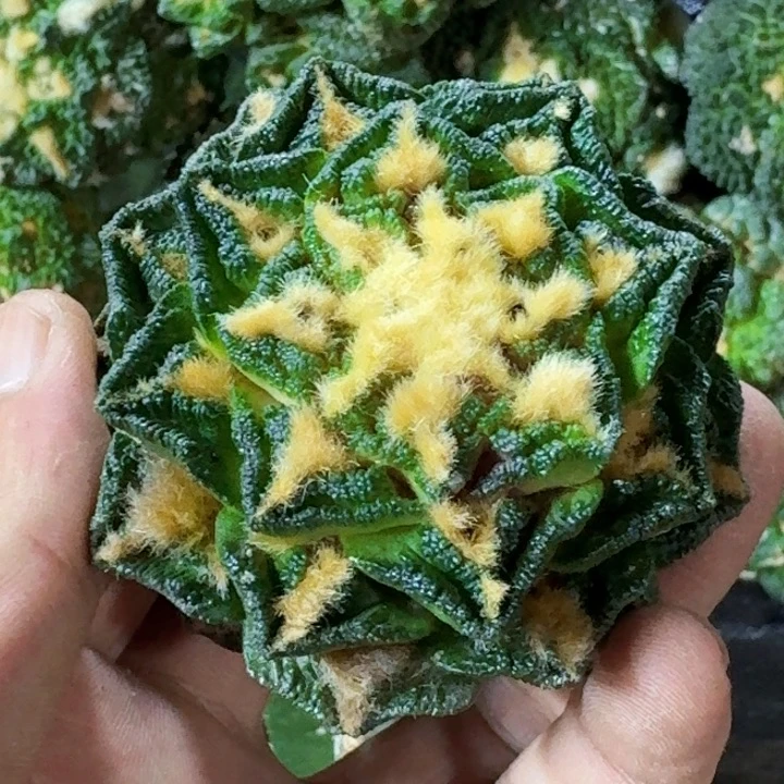 无花朵随**学福利苗接新顿589