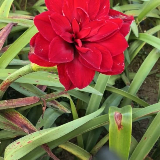 当前无花栽培后可以开花余烬5厘米裸根球