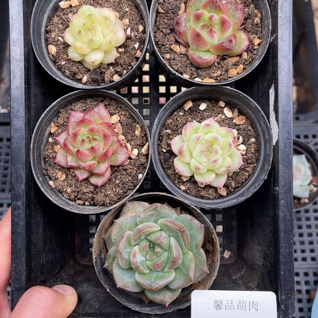 多肉一物一拍22-128