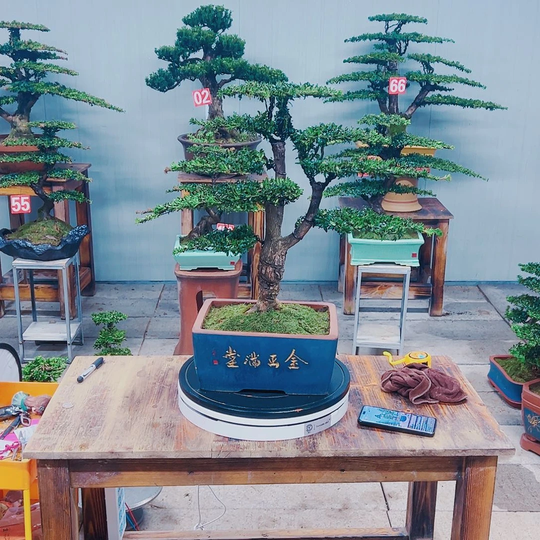无花朵红芽珍珠罗汉松