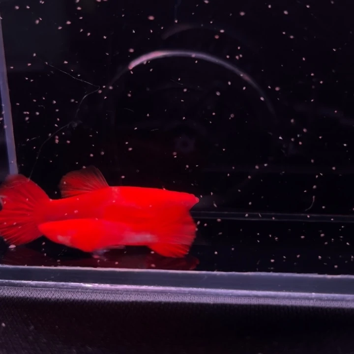 孔雀鱼通背包肚双粉水1对