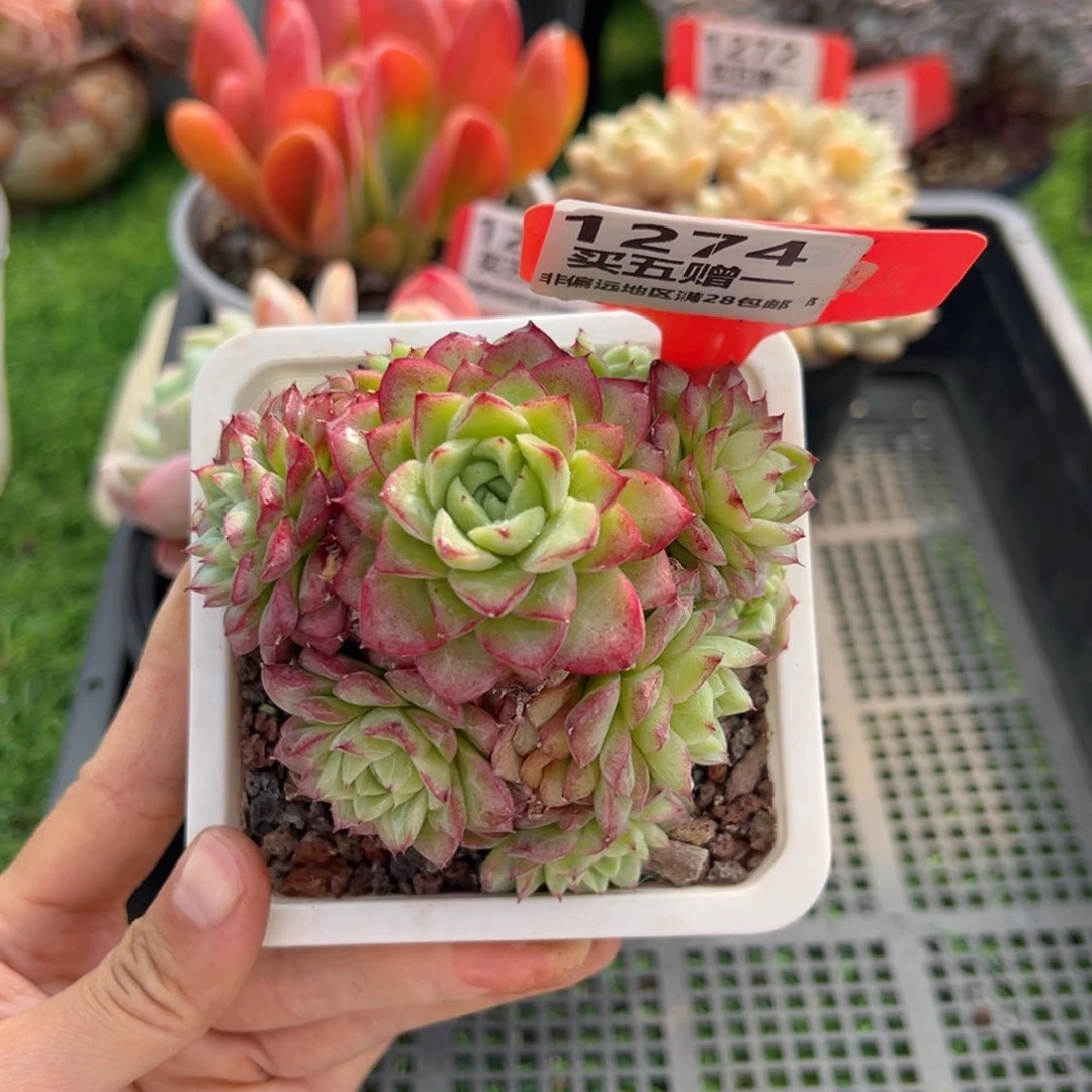 表妹精品多肉1274.