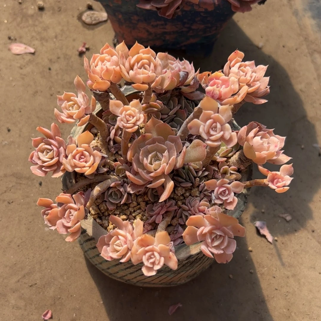 ?****366 多肉植物组合盆栽