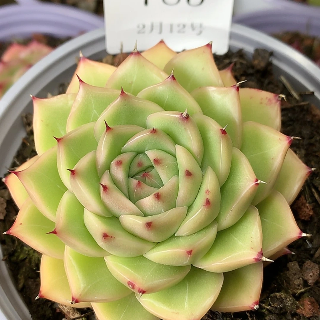 【闪购商品】云783