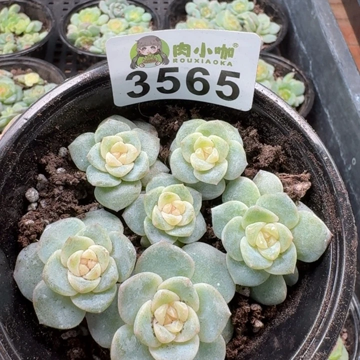 多肉植物多肉植物