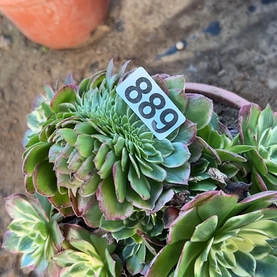 万***爱多肉植物一种海王889