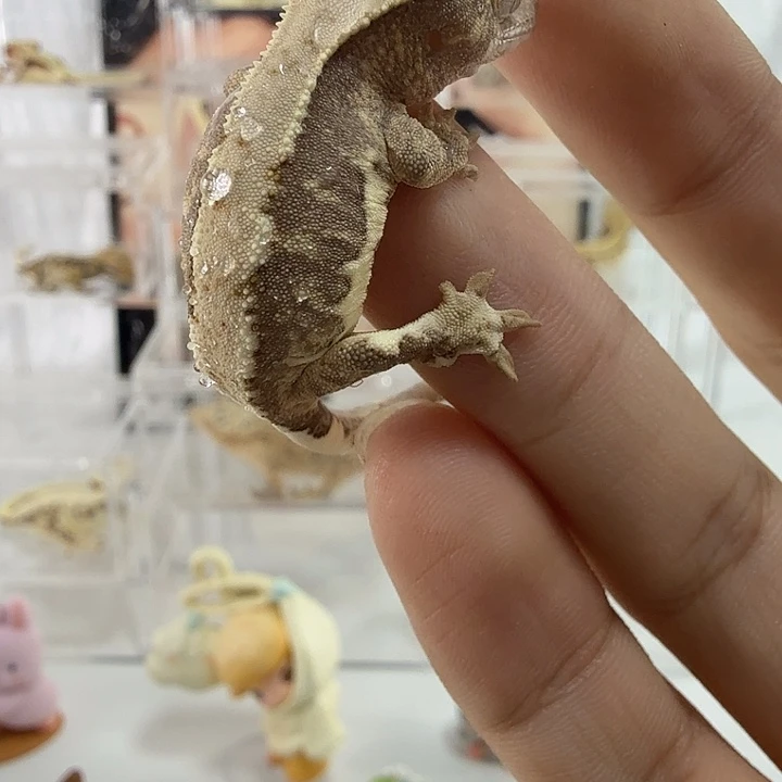 睫角守宫莉莉苗子