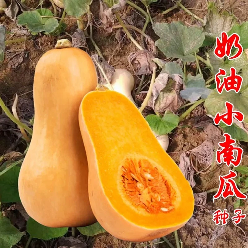 【满五包包邮】奶油南瓜种子小南瓜籽甜板栗南瓜高产蔬菜籽盆栽