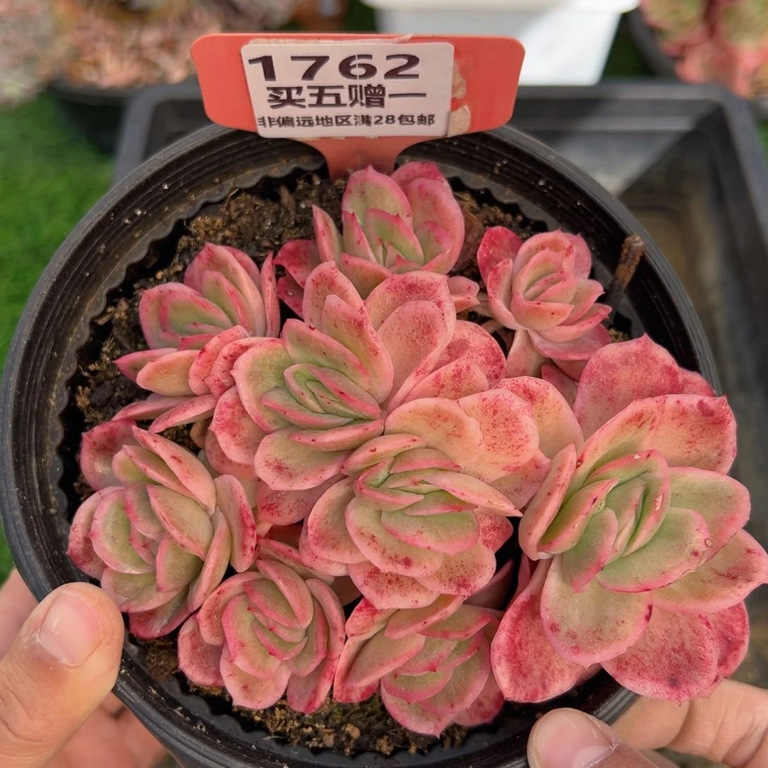 表妹精品多肉1762.