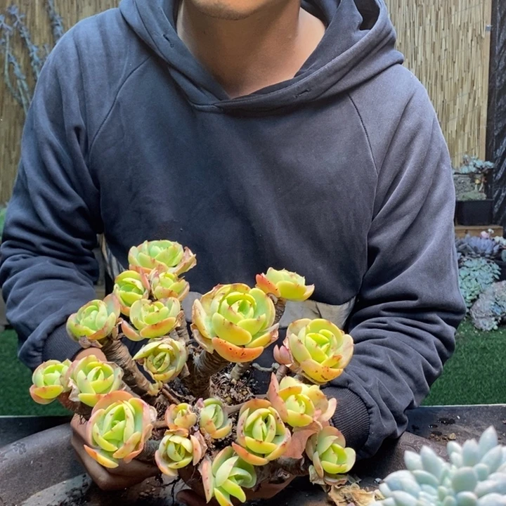 小***子60号碧桃多肉植物