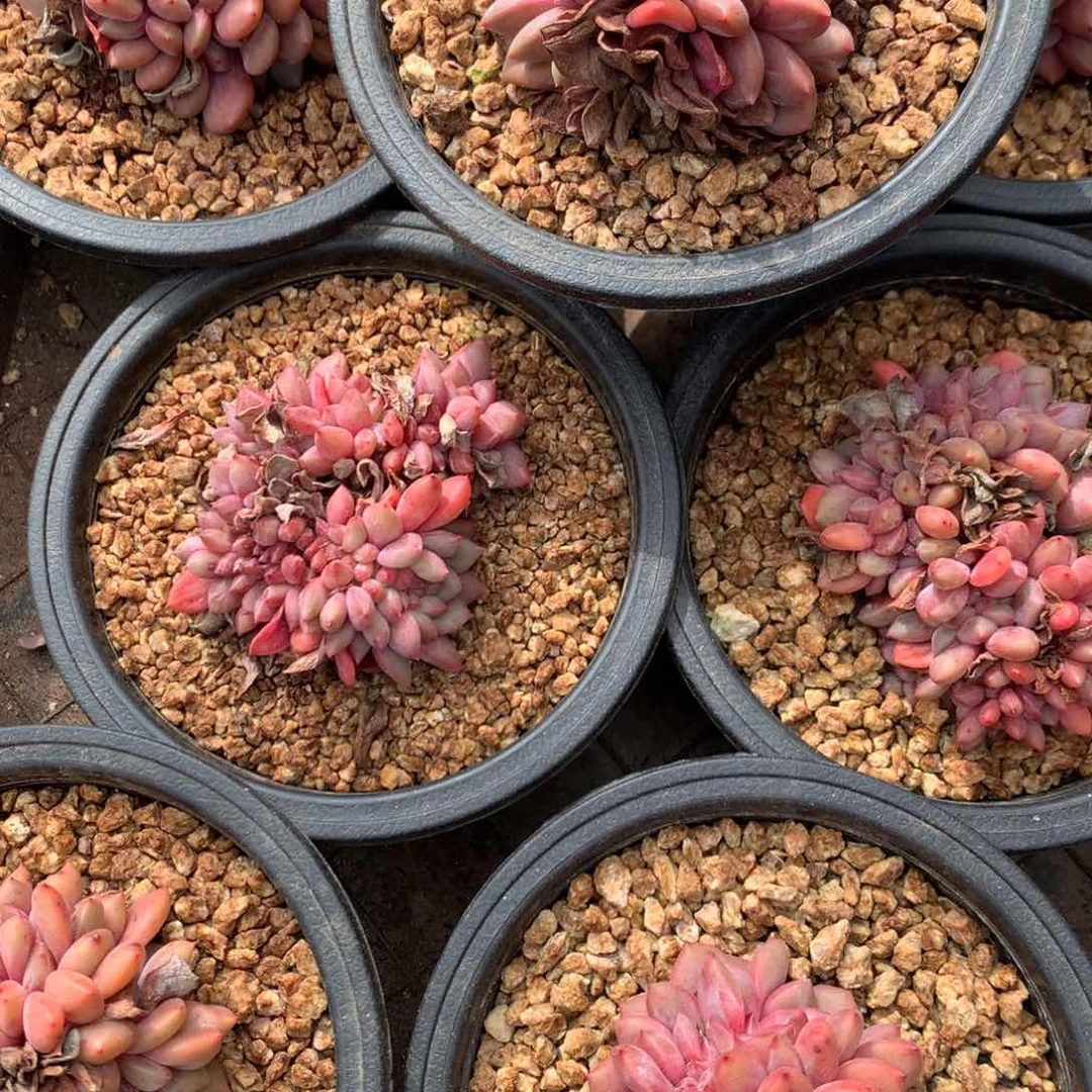 爱丽儿2颗一组、5公分小精品，售后范围7天内