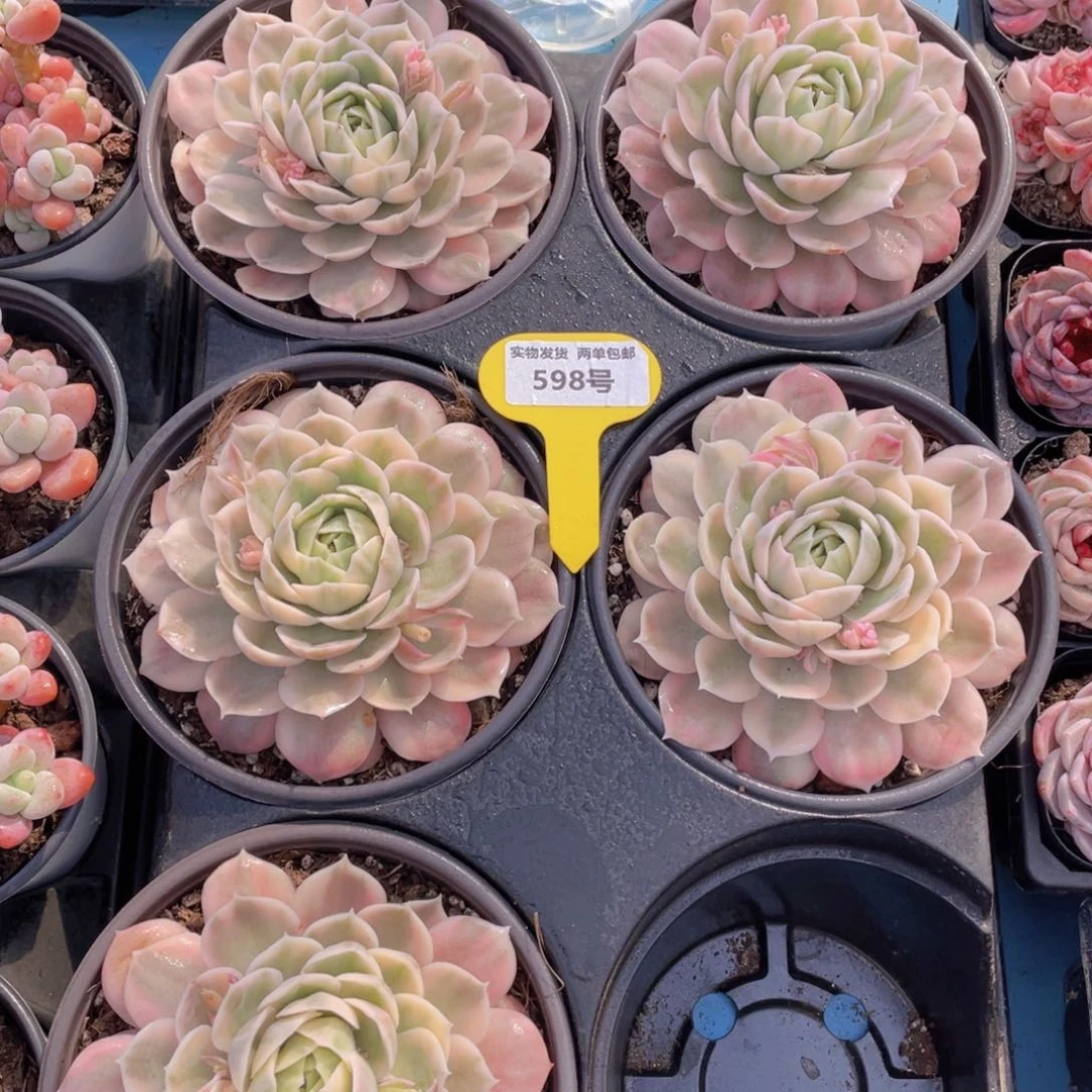 598号昂斯诺锦大母本单头一个