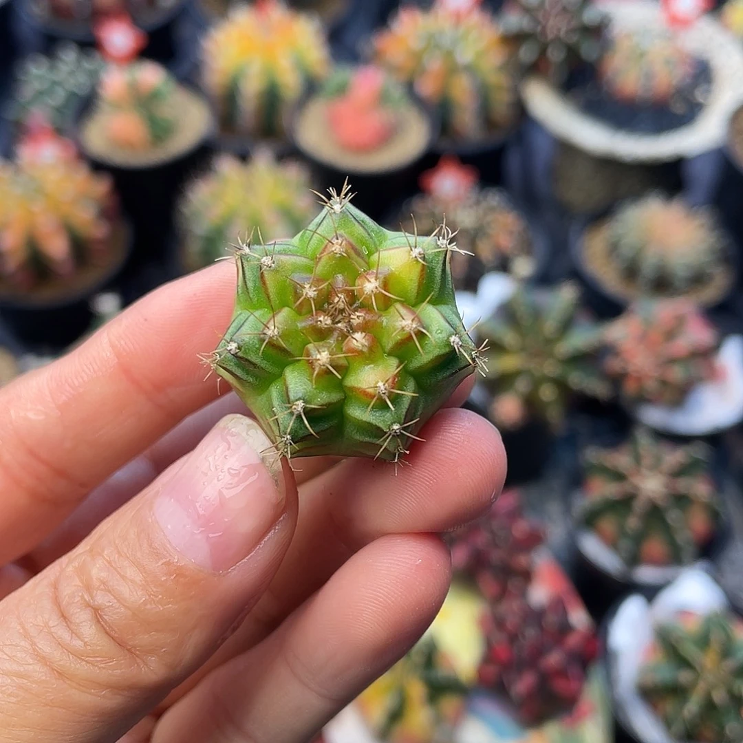 1-穹顶2.7厘米。