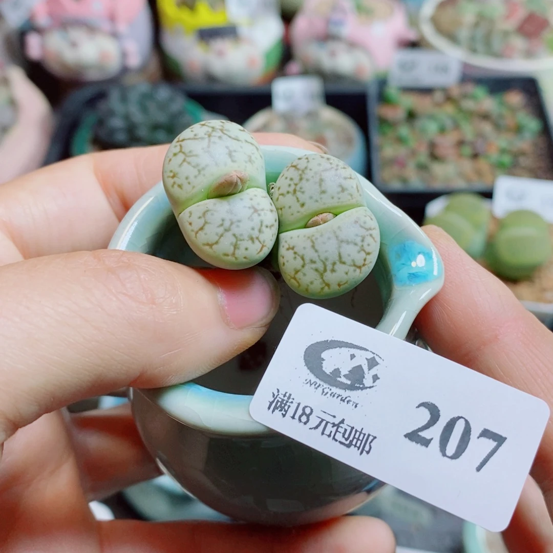 糯***团生石花花花花花花花花207