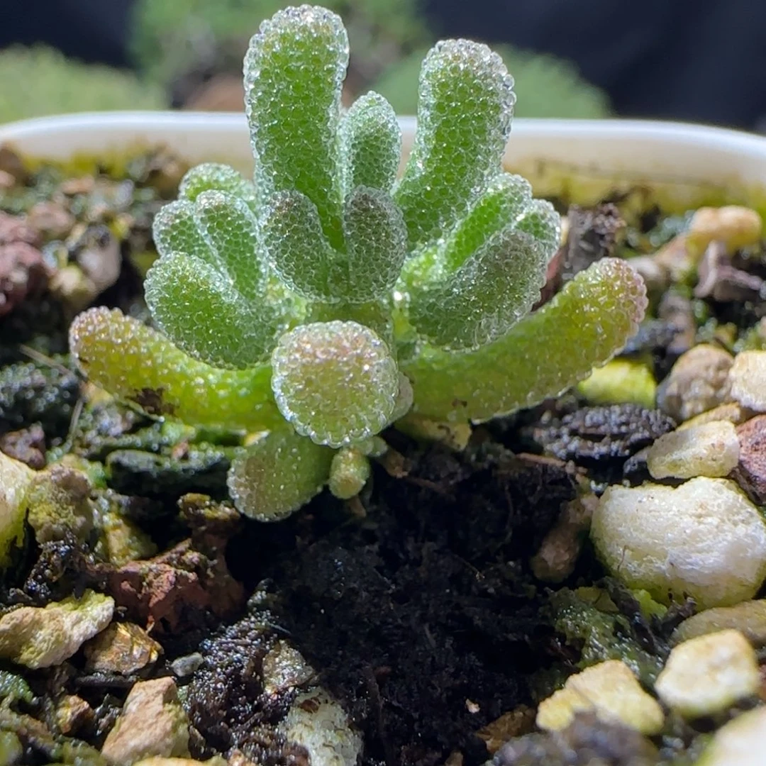 y***.dy400更换0463实生冰晶杂