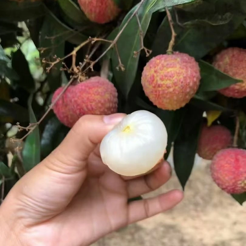 当季限定鸡嘴荔枝鲜甜味浓包邮