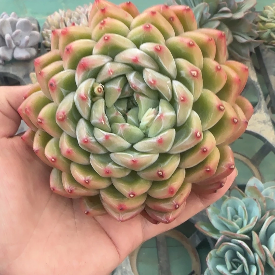 雪花珍妮杂，发货点延迟