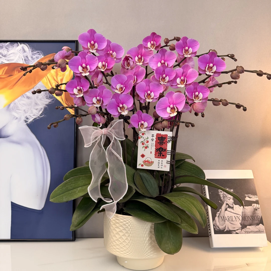 蝴蝶兰【安娜】经典名兰紫粉色系 绿植盆栽 室内摆放 基地直发