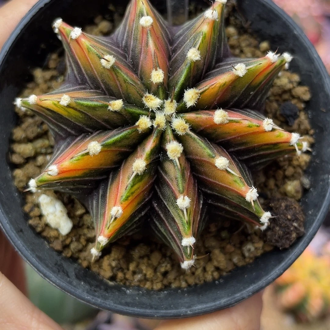 1-119肋骨锦5.4厘米