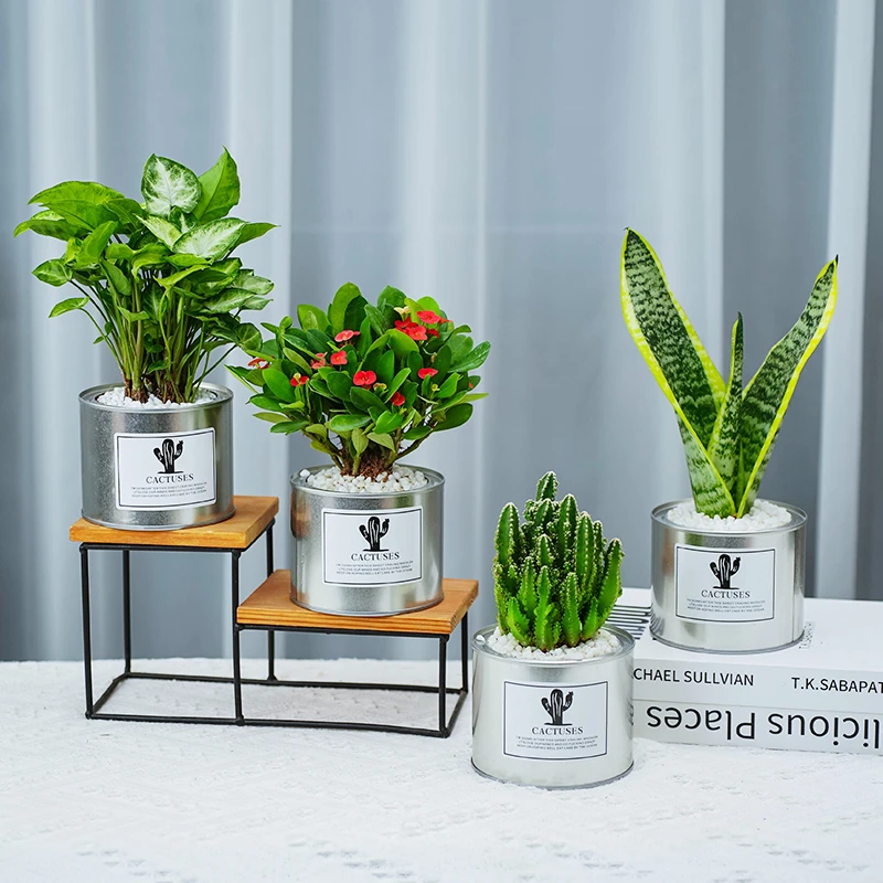 【ins风四件套】绿精灵万重山虎刺梅金边虎皮兰办公室内外绿植盆栽